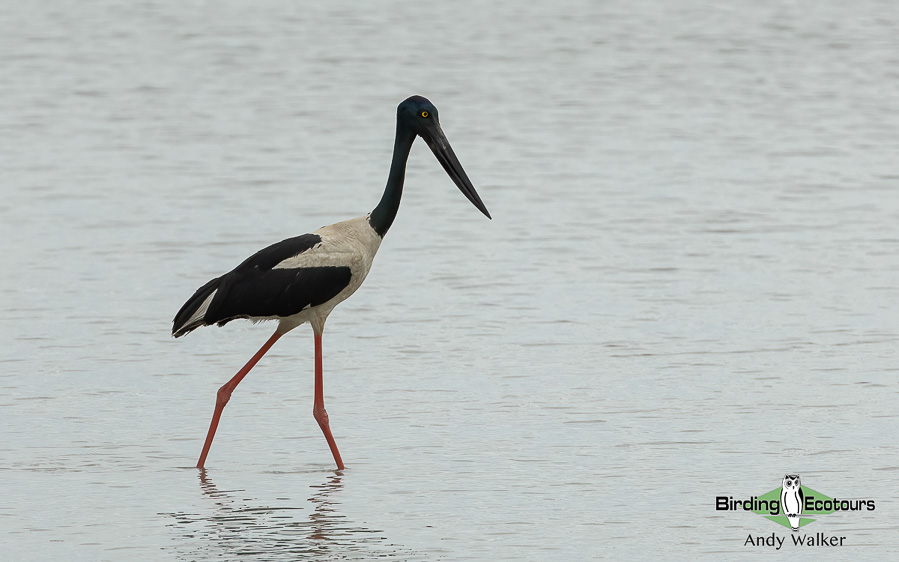 Cambodia birding tours