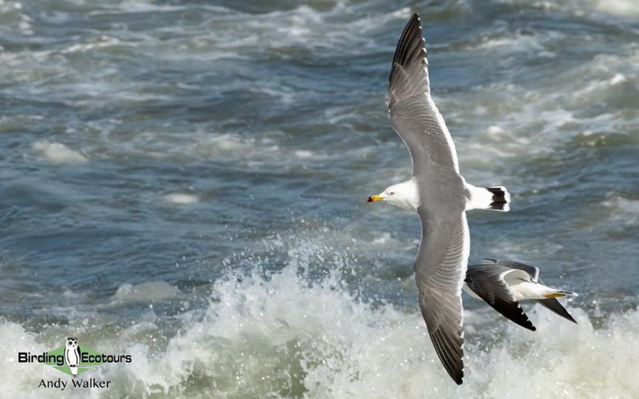 Japan Birding Tours