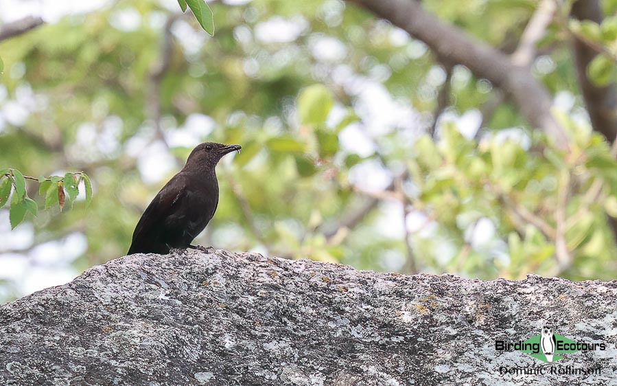 Zimbabwe-Mozambique birding tour