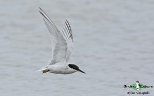 Gabon birding tours