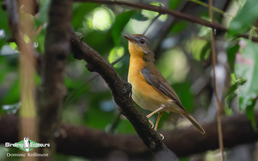 Zimbabwe-Mozambique birding tour