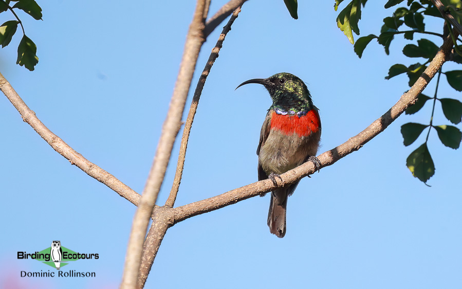 Zimbabwe-Mozambique birding tour