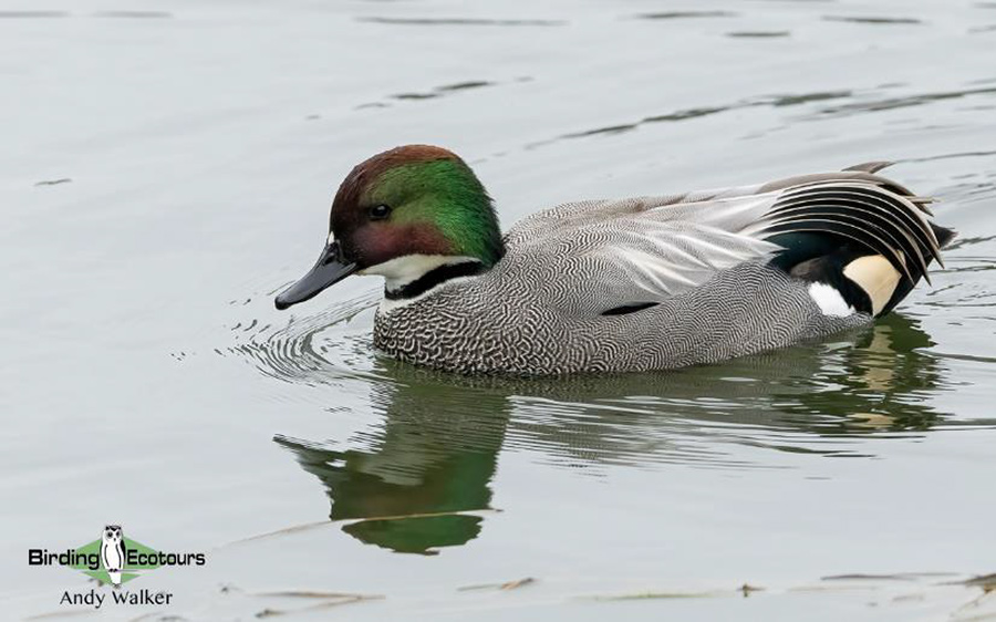 Japan Birding Tours