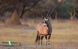 Botswana birding tours