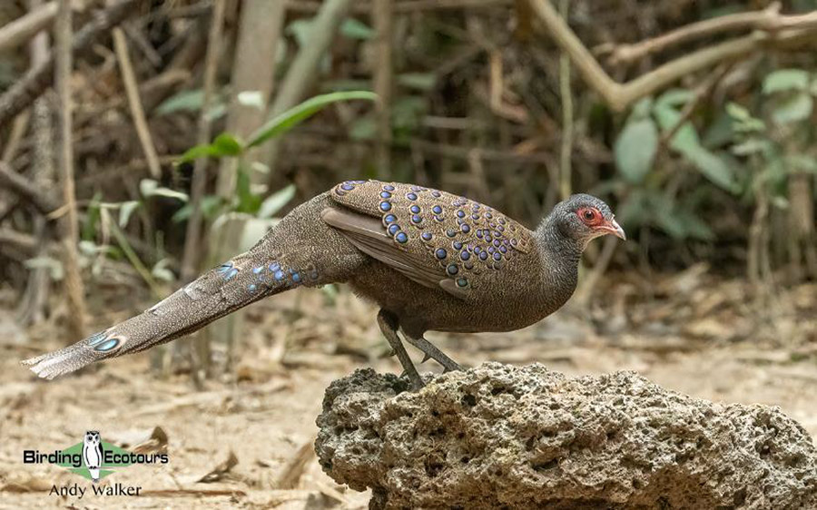 Vietnam birding tours