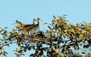 Cambodia birding tours