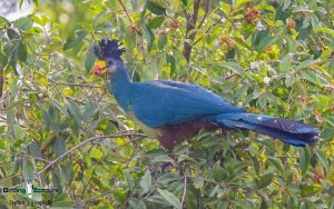 Gabon birding tours