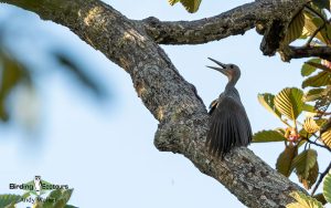 Cambodia birding tours