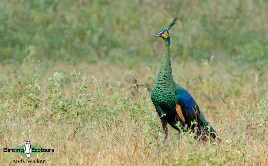 Cambodia birding tours