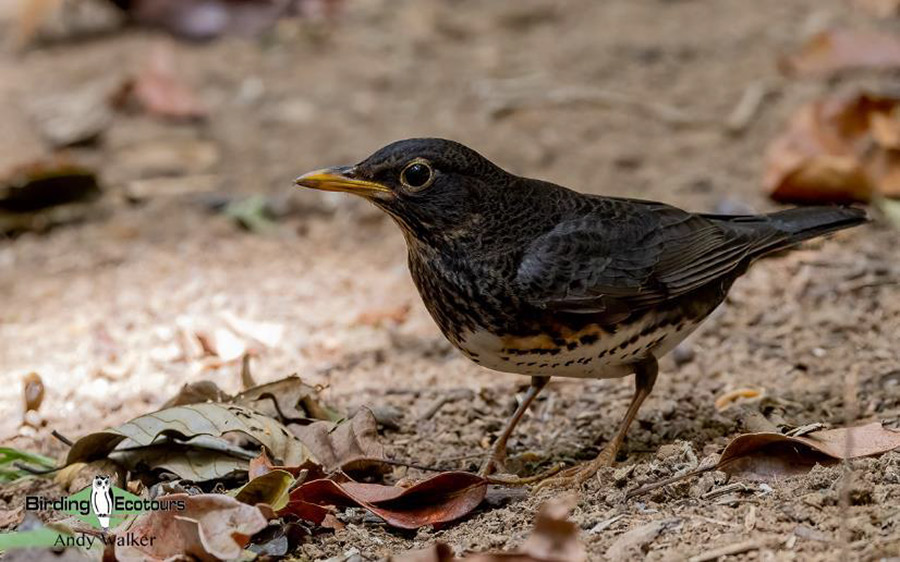 Vietnam birding tours