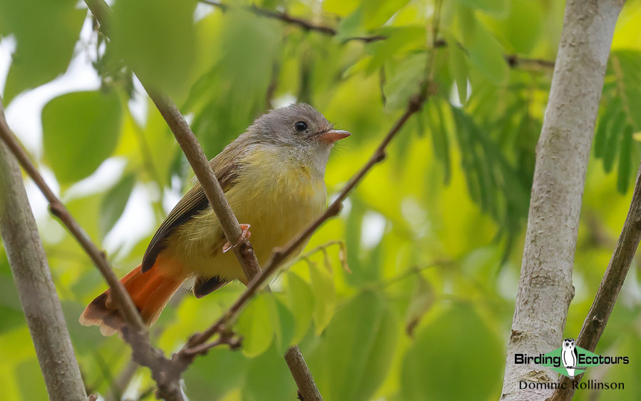 Zimbabwe-Mozambique birding tour