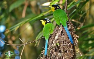 Cambodia birding tours