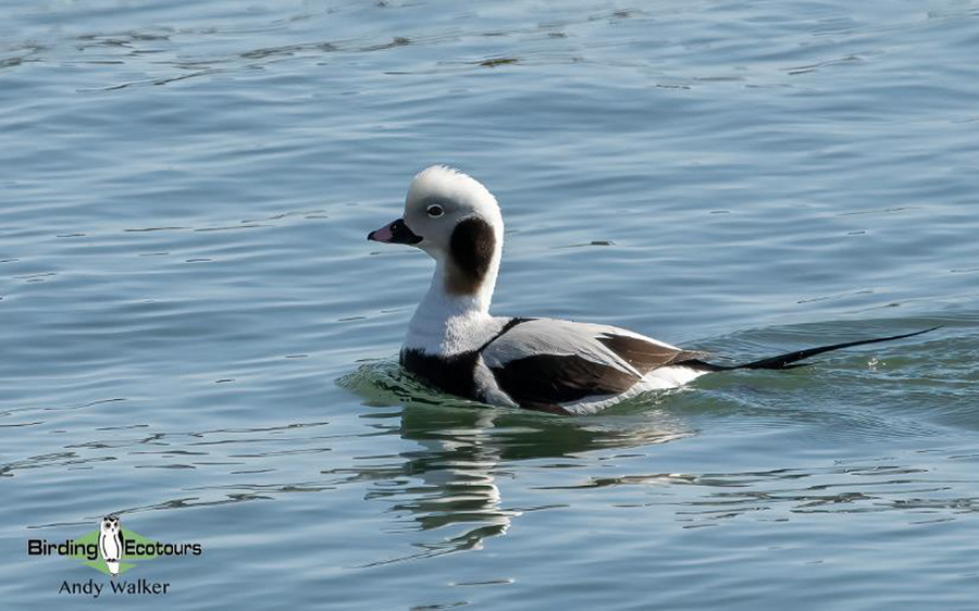 Japan Birding Tours