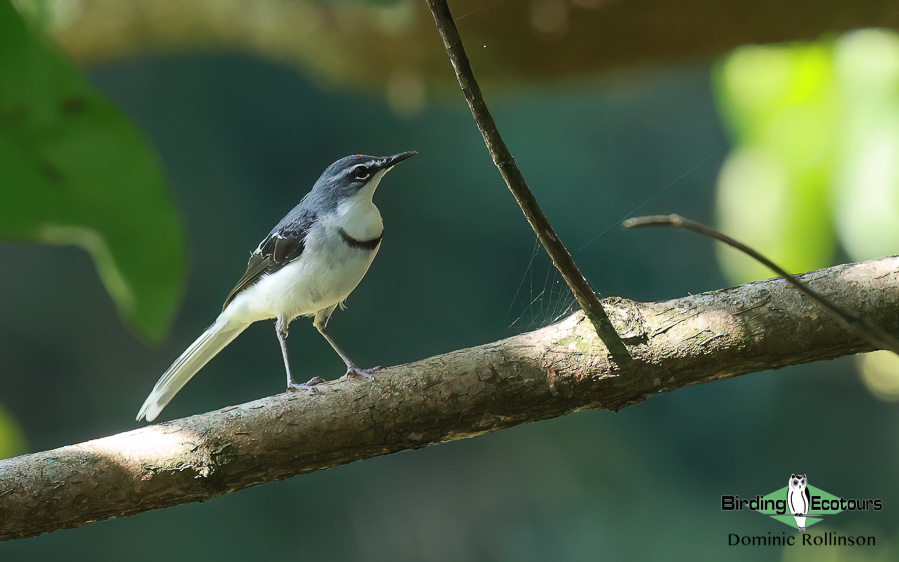 Zimbabwe-Mozambique birding tour