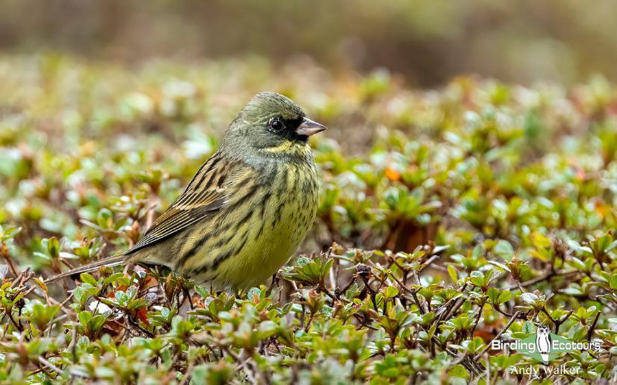 Japan Birding Tours