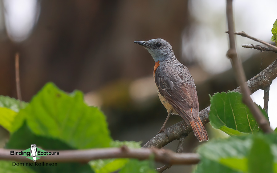 Zimbabwe-Mozambique birding tour