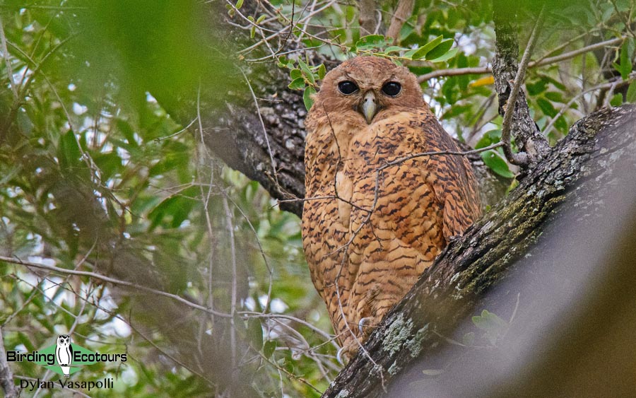 Botswana birding tours