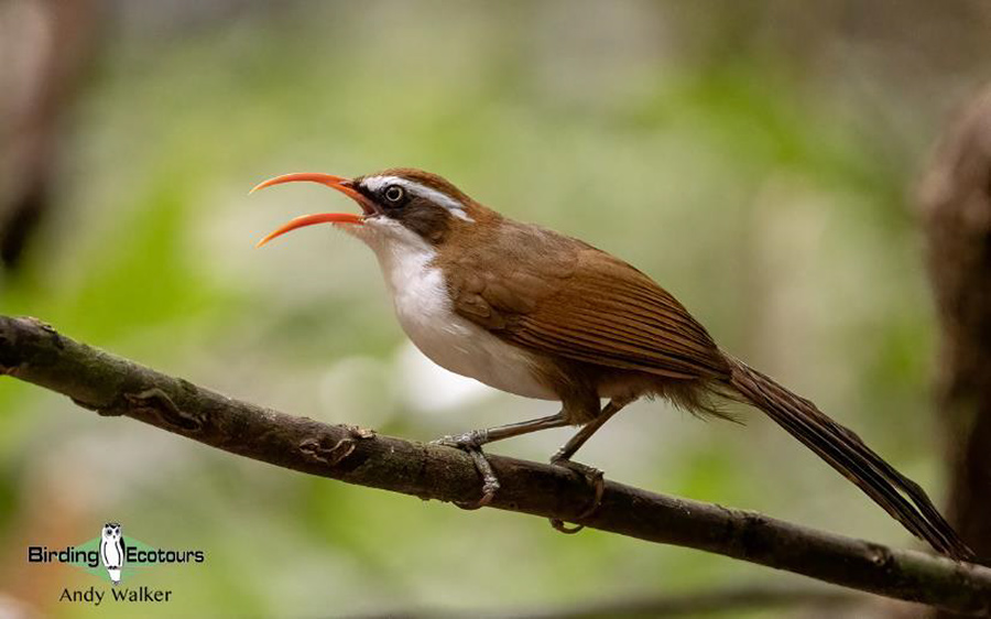 Vietnam birding tours