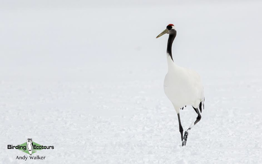 Japan Birding Tours