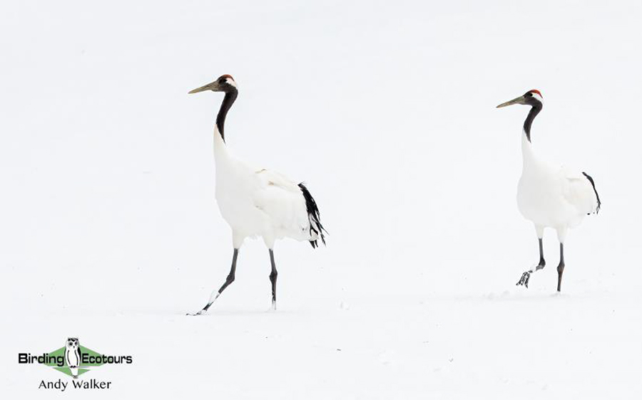 Japan Birding Tours