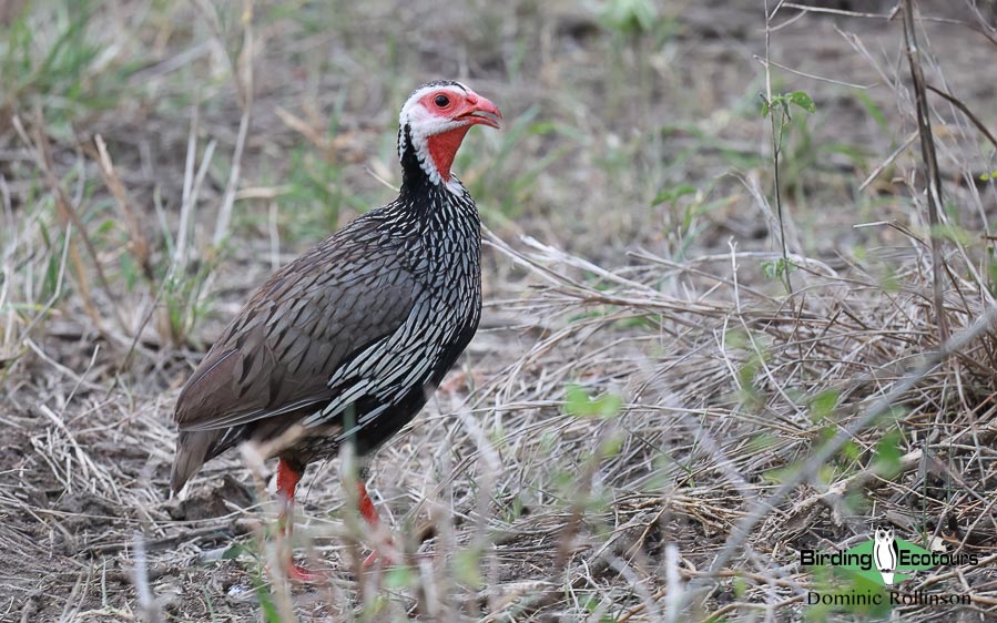 Zimbabwe-Mozambique birding tour