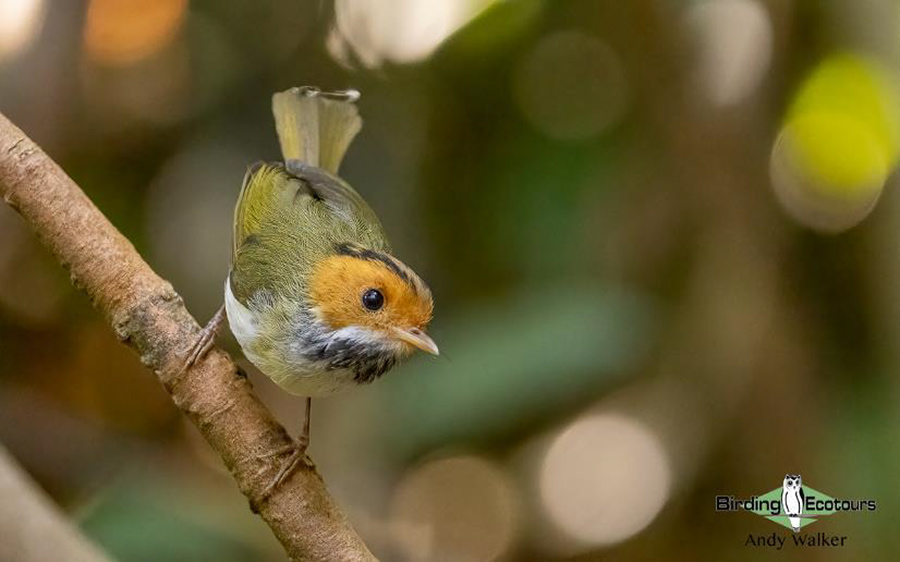 Vietnam birding tours