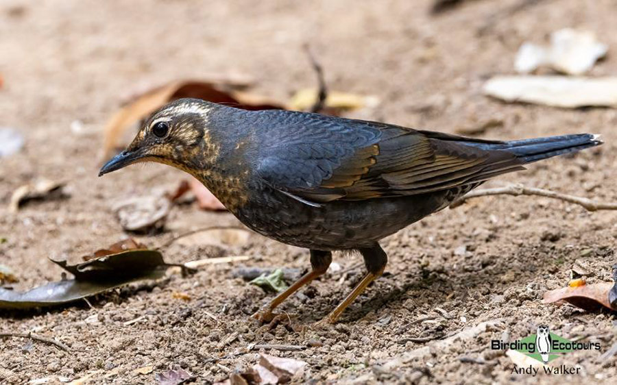 Vietnam birding tours