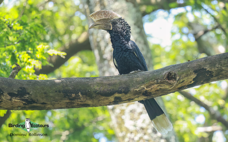 Zimbabwe-Mozambique birding tour