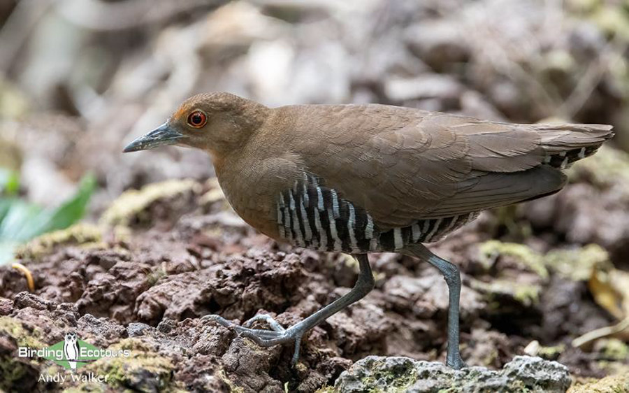 Vietnam birding tours