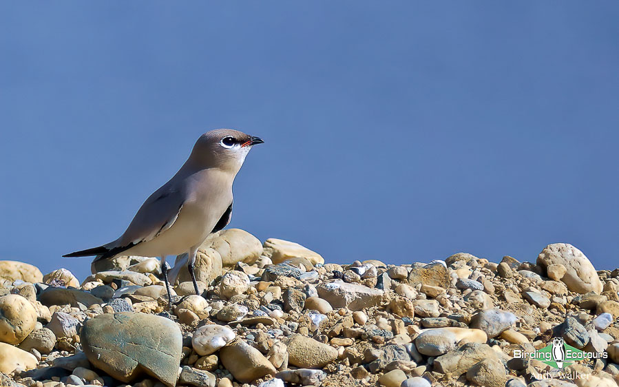 Cambodia birding tours