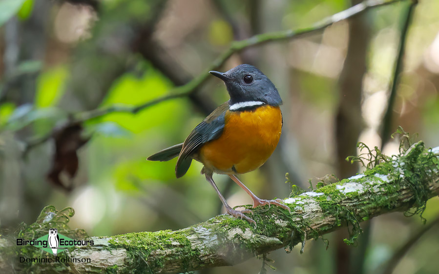 Zimbabwe-Mozambique birding tour