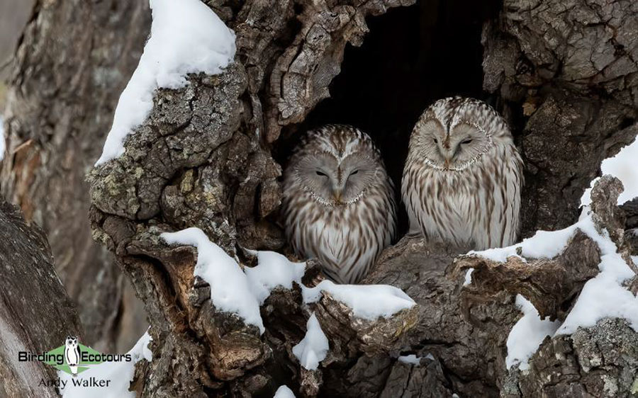 Japan Birding Tours