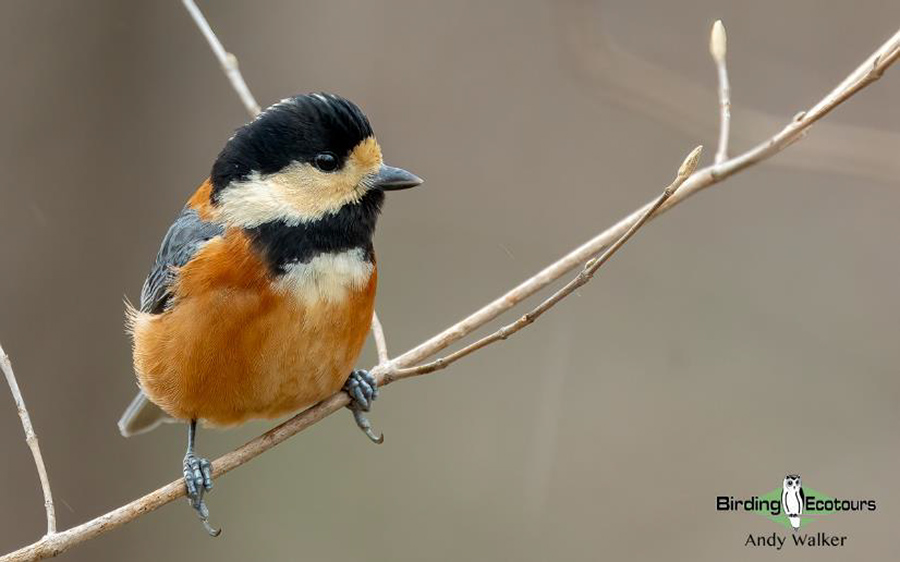 Japan Birding Tours