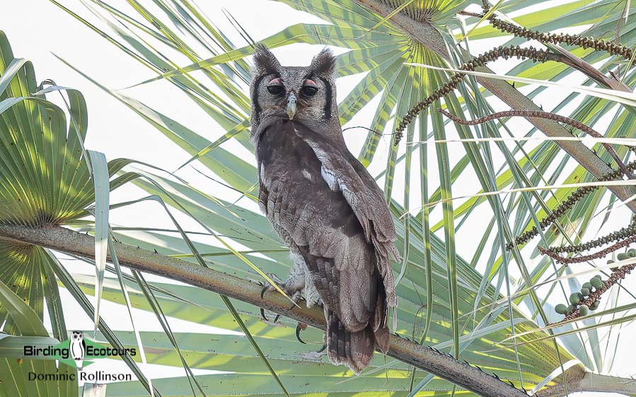 Zimbabwe-Mozambique birding tour