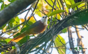 Angola birding tours