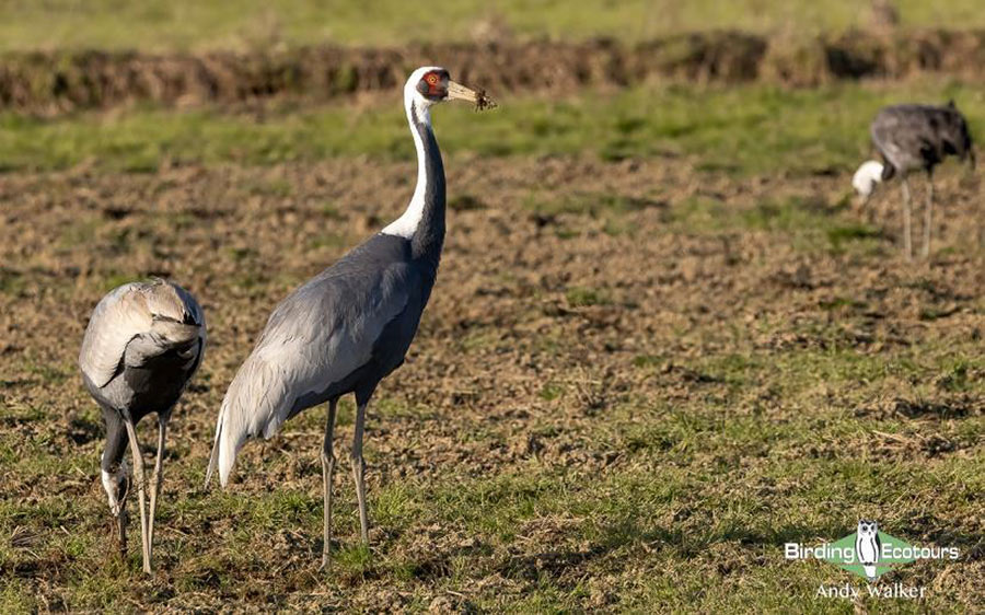 Japan Birding Tours