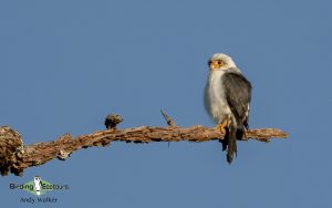 Cambodia birding tours