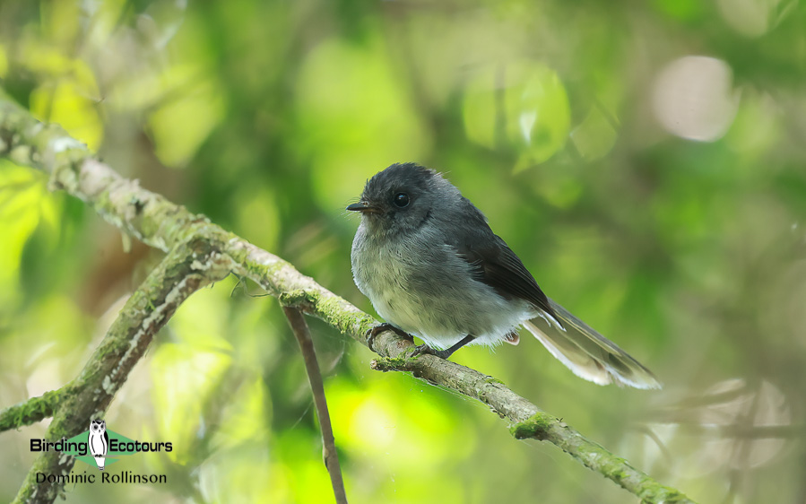 Zimbabwe-Mozambique birding tour