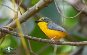 Cameroon birding tours