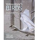 Yellowstone’s Birds