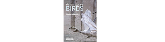 Yellowstone’s Birds