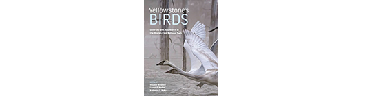 Yellowstone’s Birds