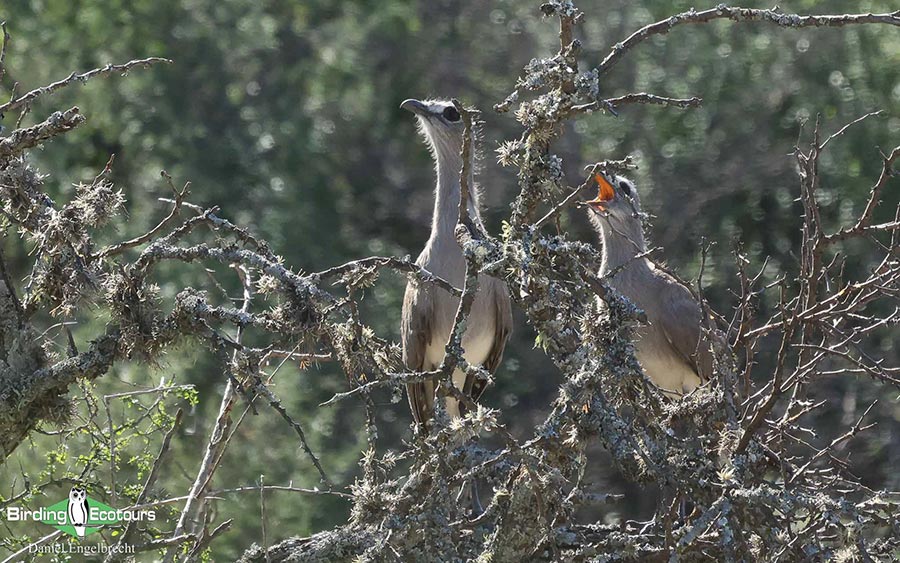 Birding Northwest Argentina