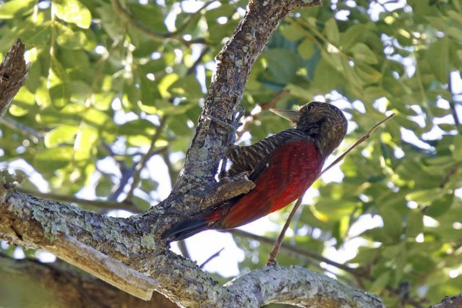 Guyana birding tour