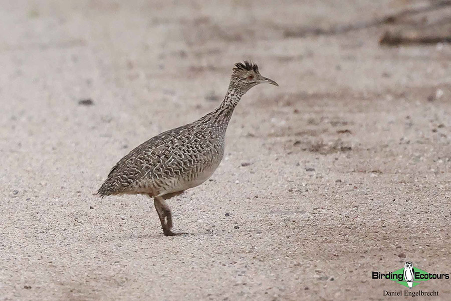 Birding Northwest Argentina