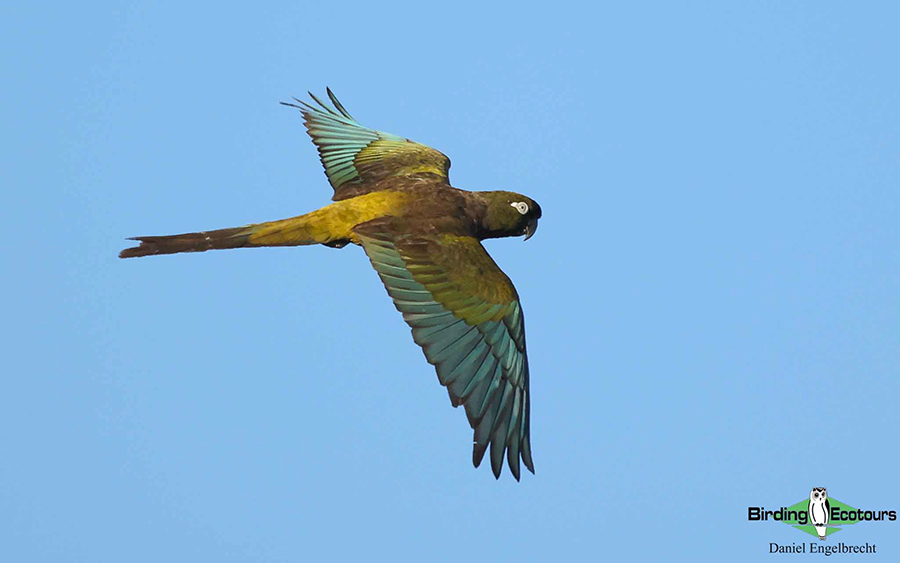 Birding Northwest Argentina