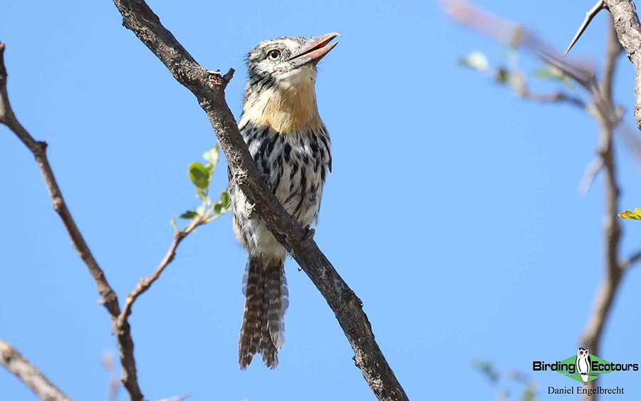 Birding Northwest Argentina