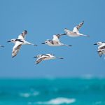 Mozambique birding tours