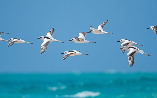 Mozambique birding tours
