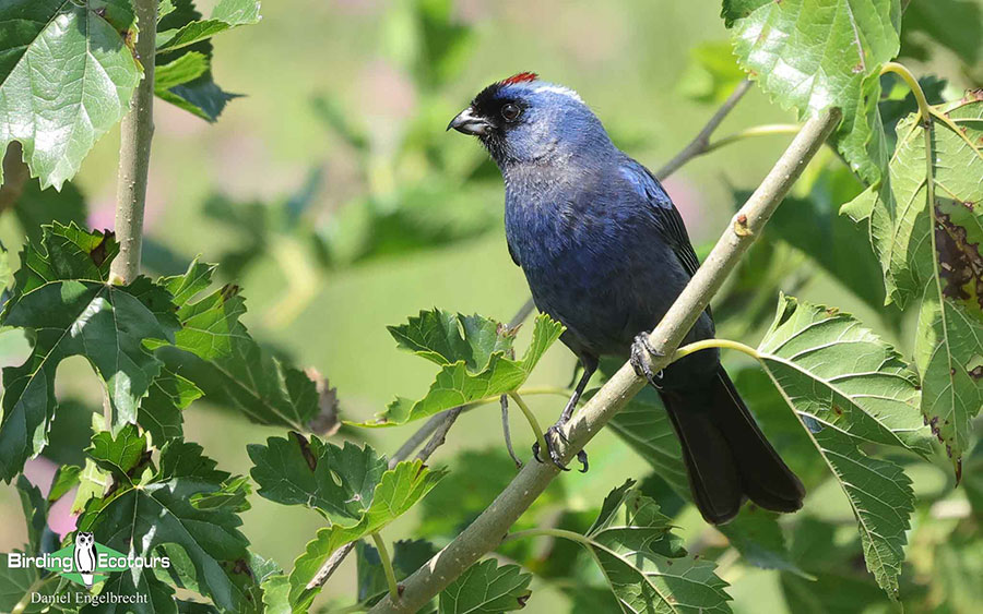 Birding Northwest Argentina